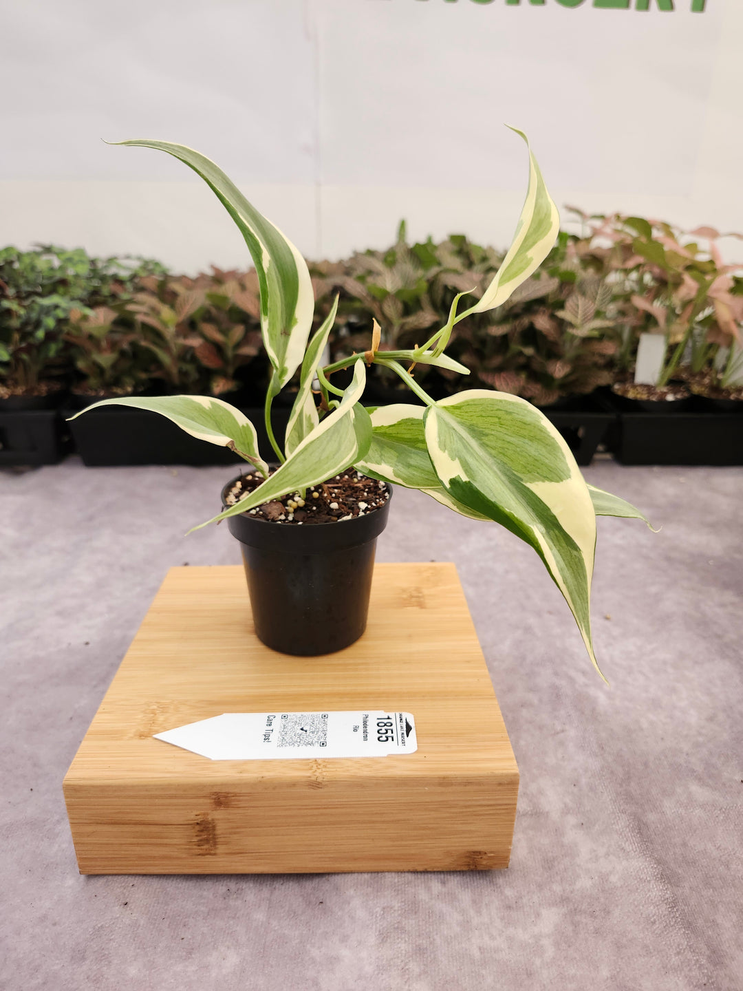 Philodendron Rio (3in)-1855