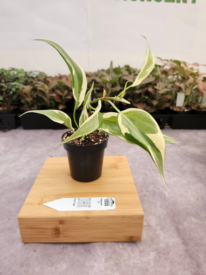 Philodendron Rio (3in)-1855