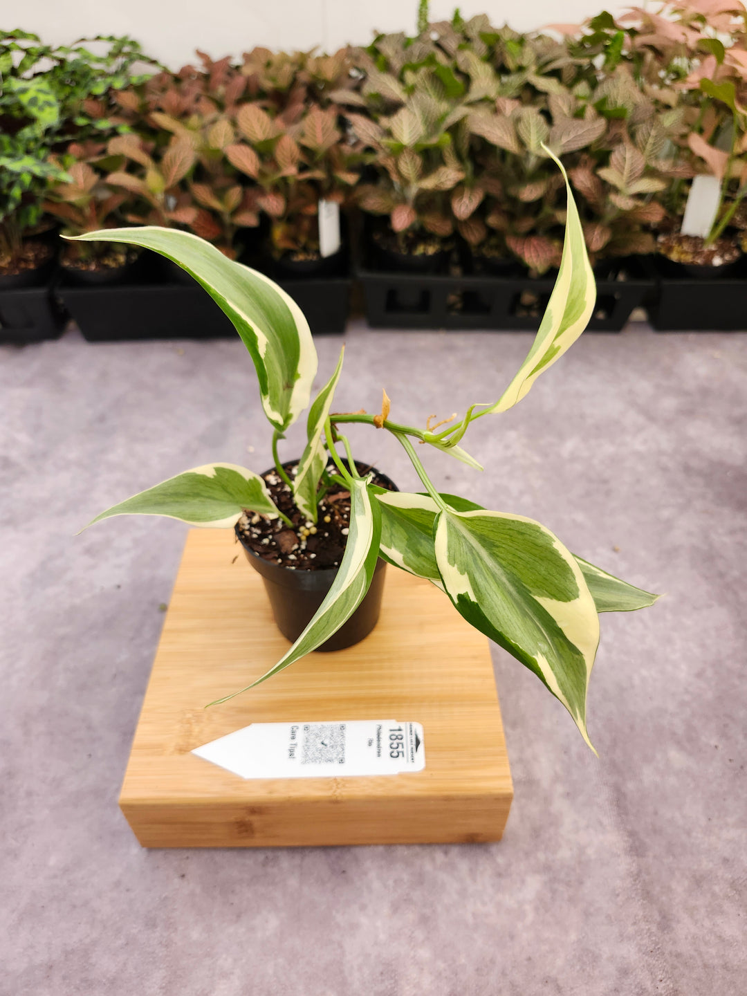 Philodendron Rio (3in)-1855