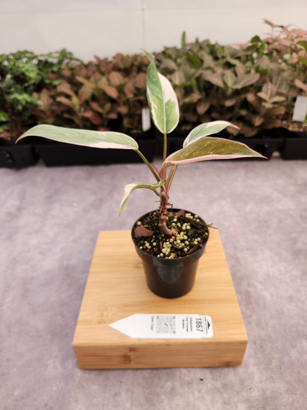 Philodendron Pink Princess Mutation (3in)-1867