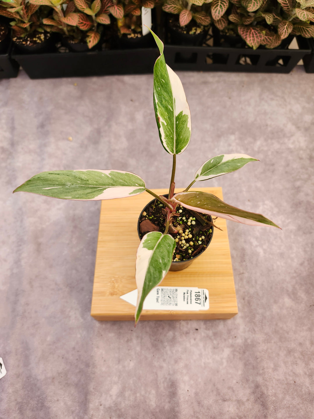 Philodendron Pink Princess Mutation (3in)-1867