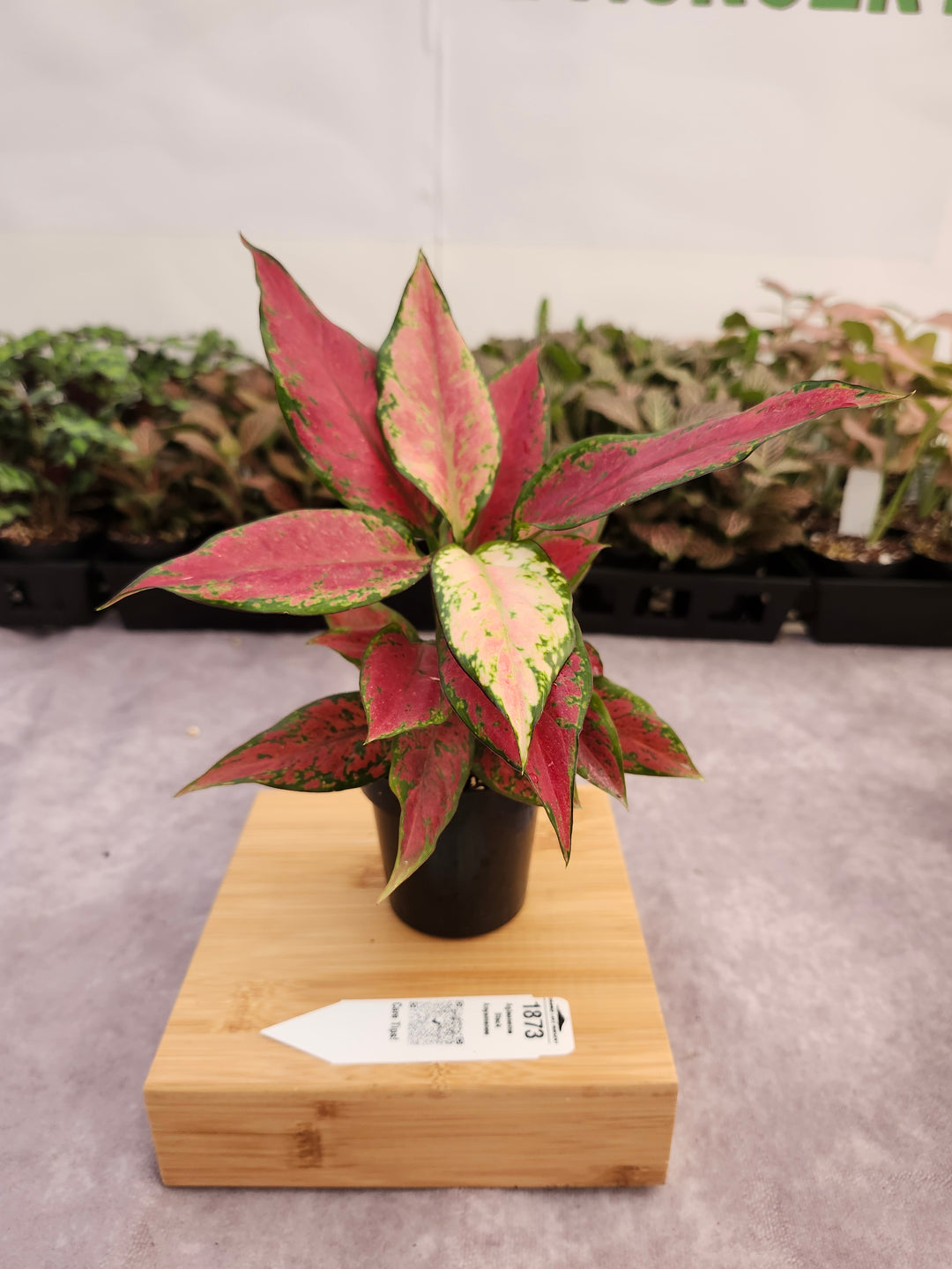 Aglaonema Black Anyamanee (3in) -1873