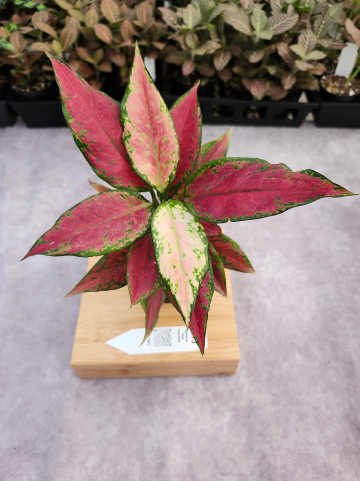 Aglaonema Black Anyamanee (3in) -1873