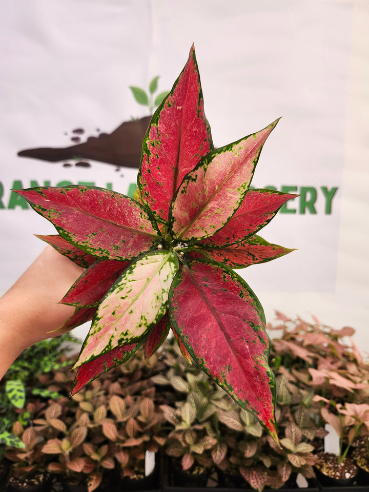 Aglaonema Black Anyamanee (3in) -1873