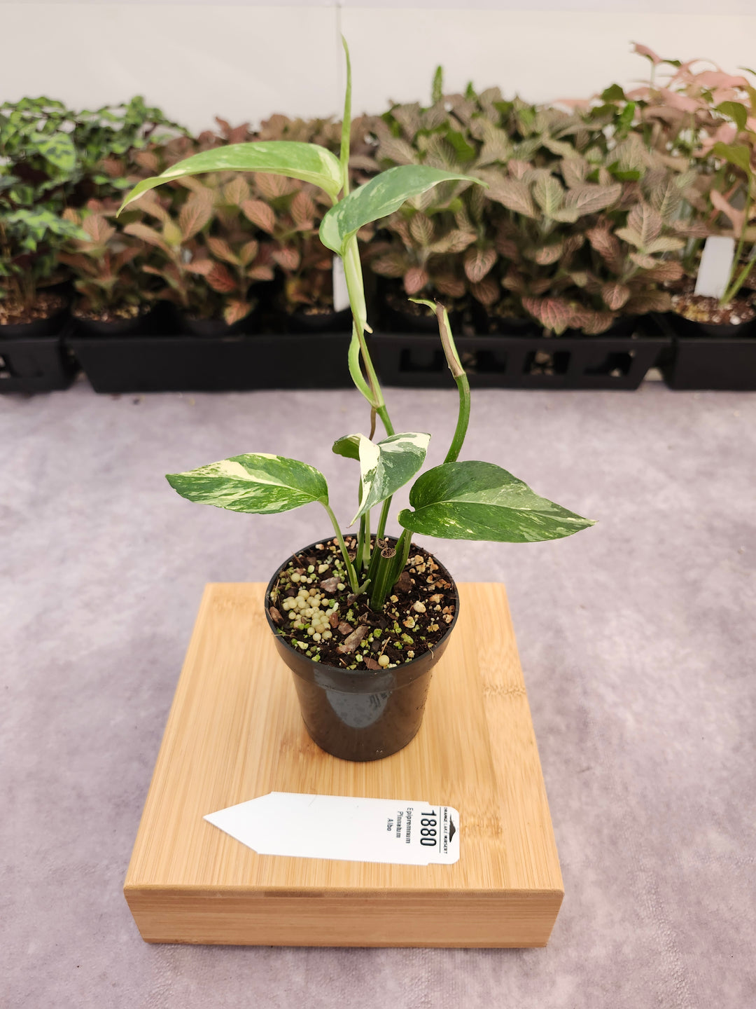 Epipremnum Pinnatum Albo (3in)- 1880