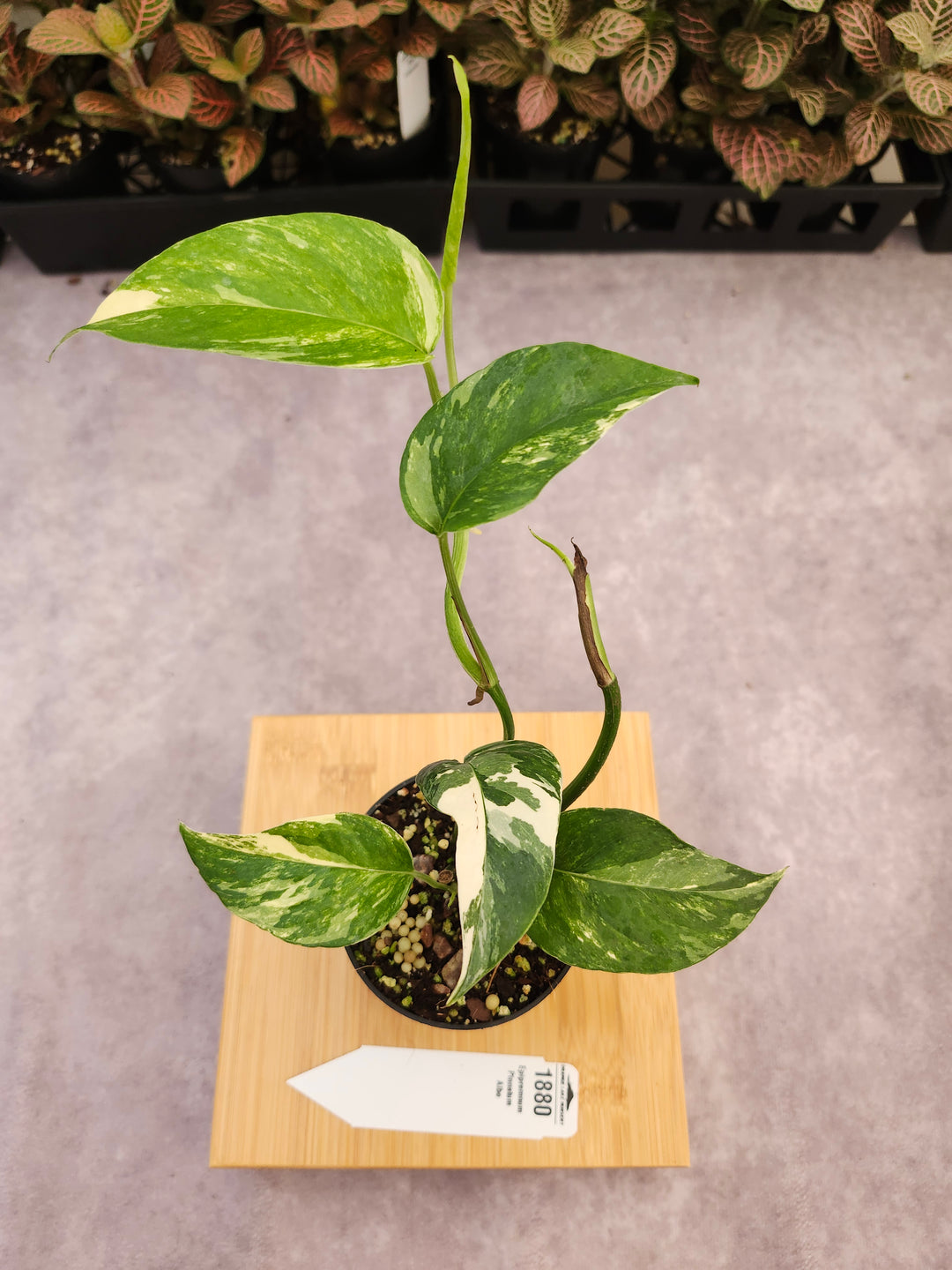 Epipremnum Pinnatum Albo (3in)- 1880