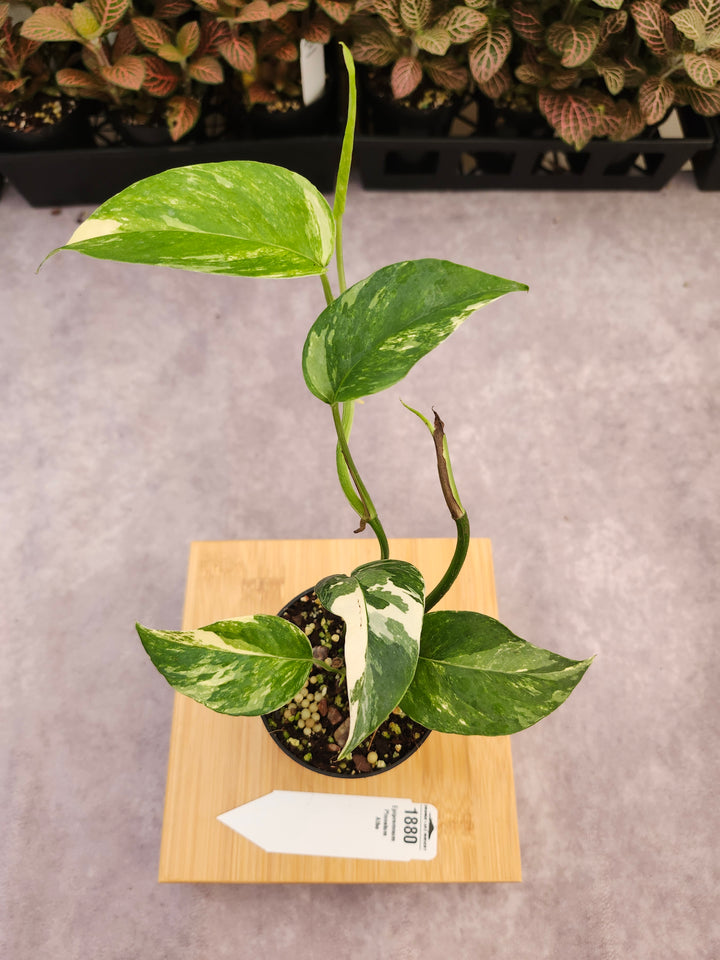 Epipremnum Pinnatum Albo (3in)- 1880