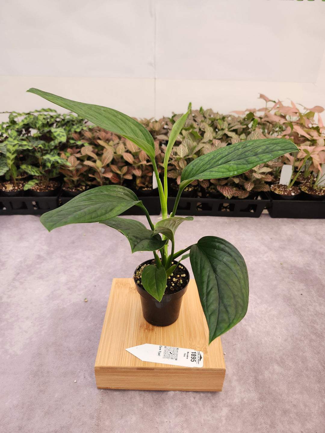 Monstera Peru (3in)-1895
