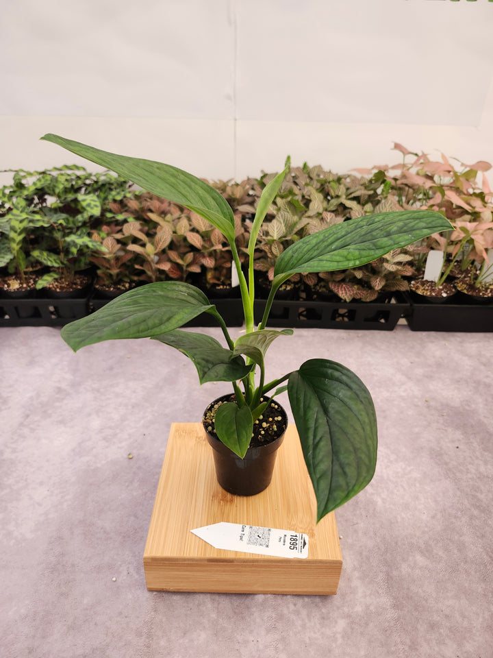 Monstera Peru (3in)-1895