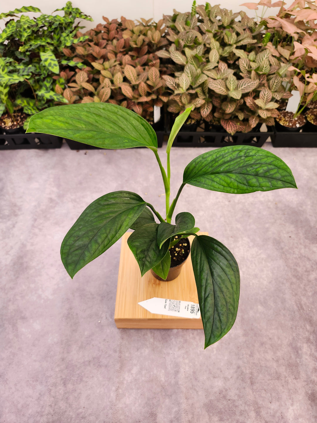 Monstera Peru (3in)-1895