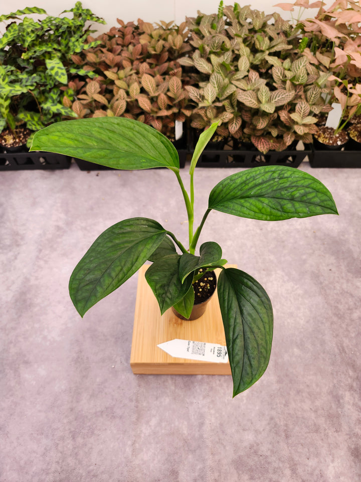 Monstera Peru (3in)-1895