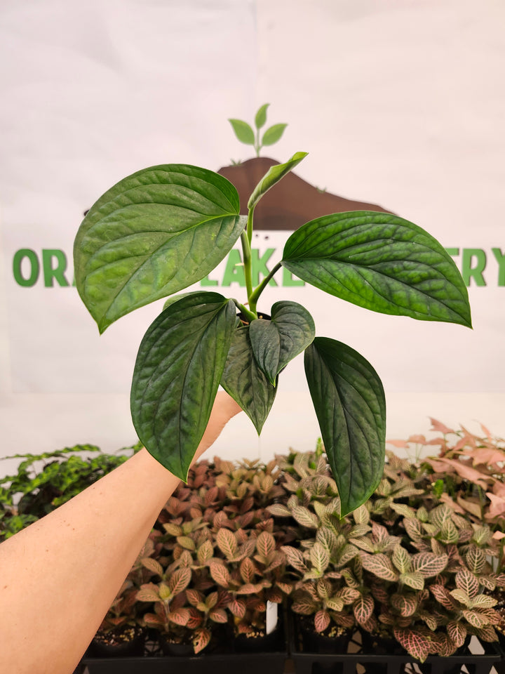 Monstera Peru (3in)-1895