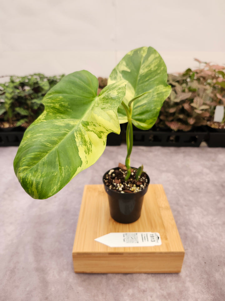 Philodendron FL Beauty x Distantilobum (3in)-1913