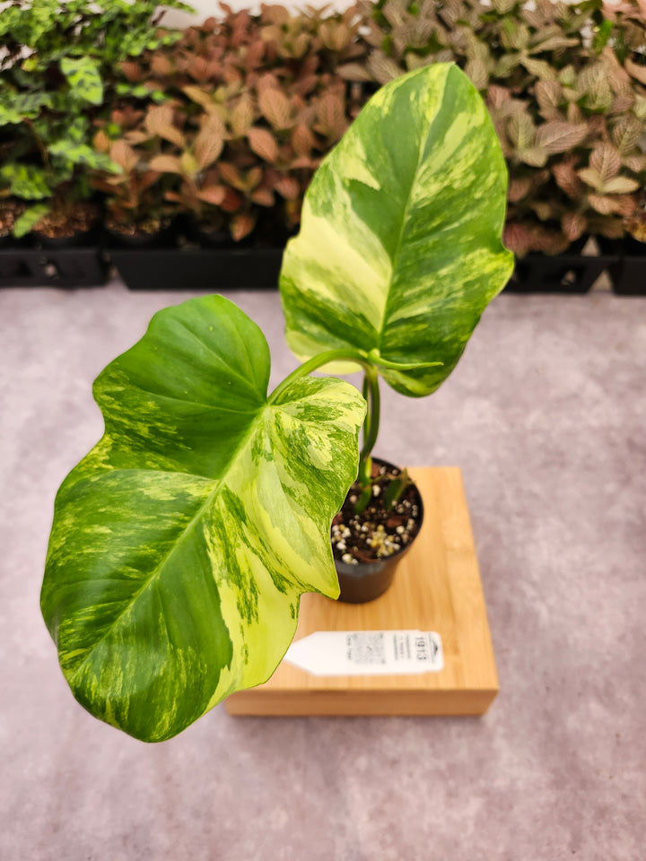 Philodendron FL Beauty x Distantilobum (3in)-1913