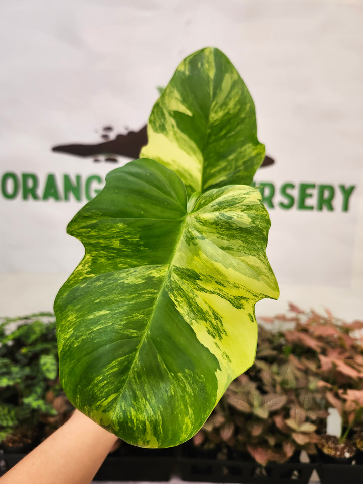 Philodendron FL Beauty x Distantilobum (3in)-1913