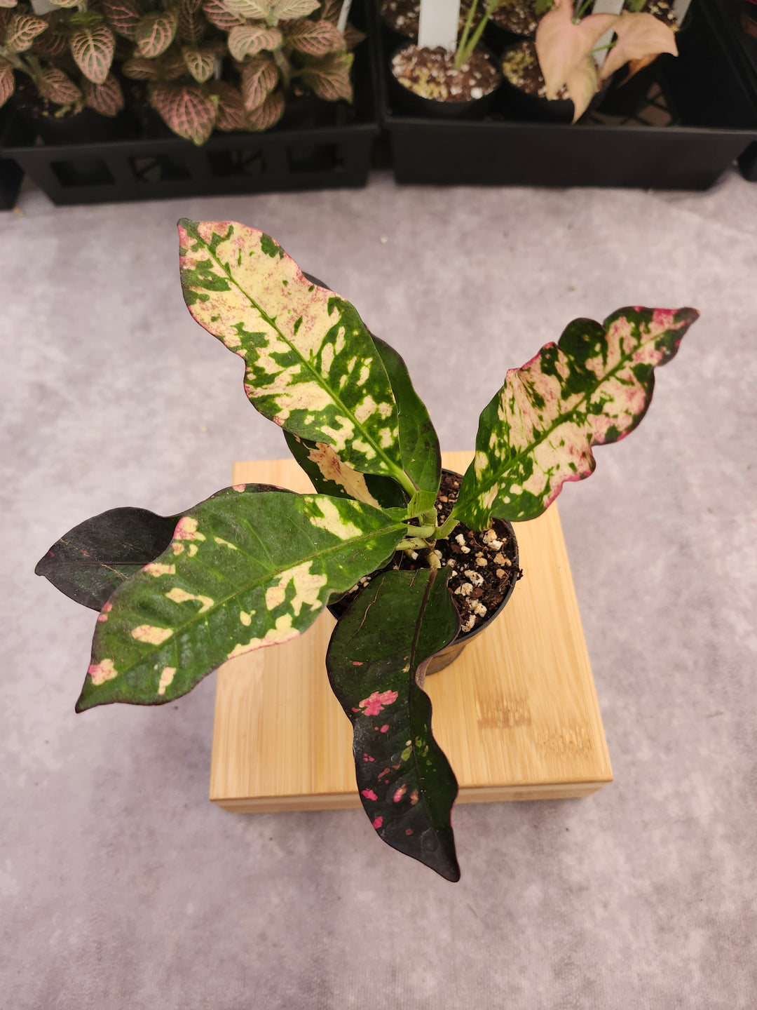 Croton Magnificent