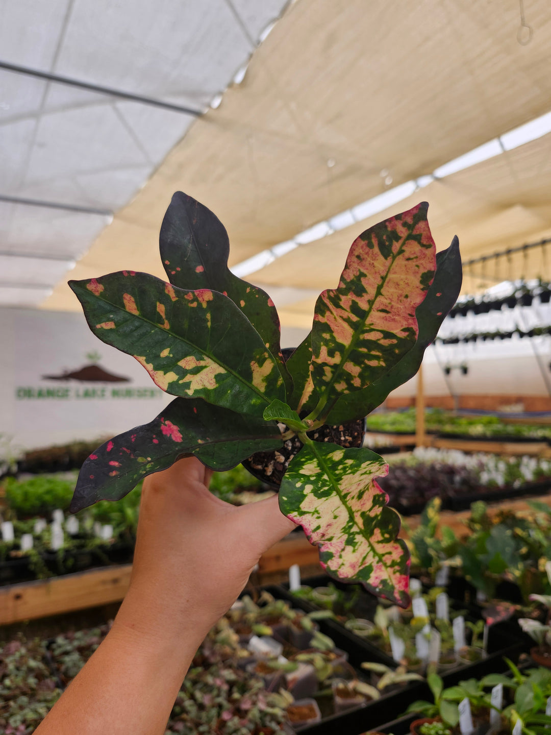 Croton Magnificent