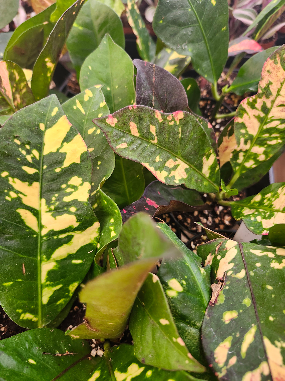 Croton Magnificent