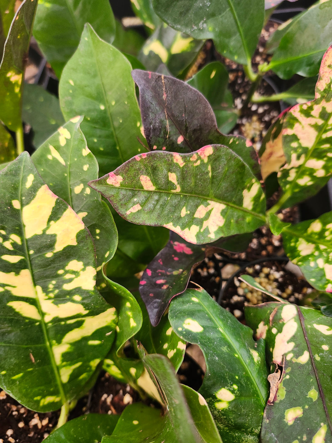 Croton Magnificent