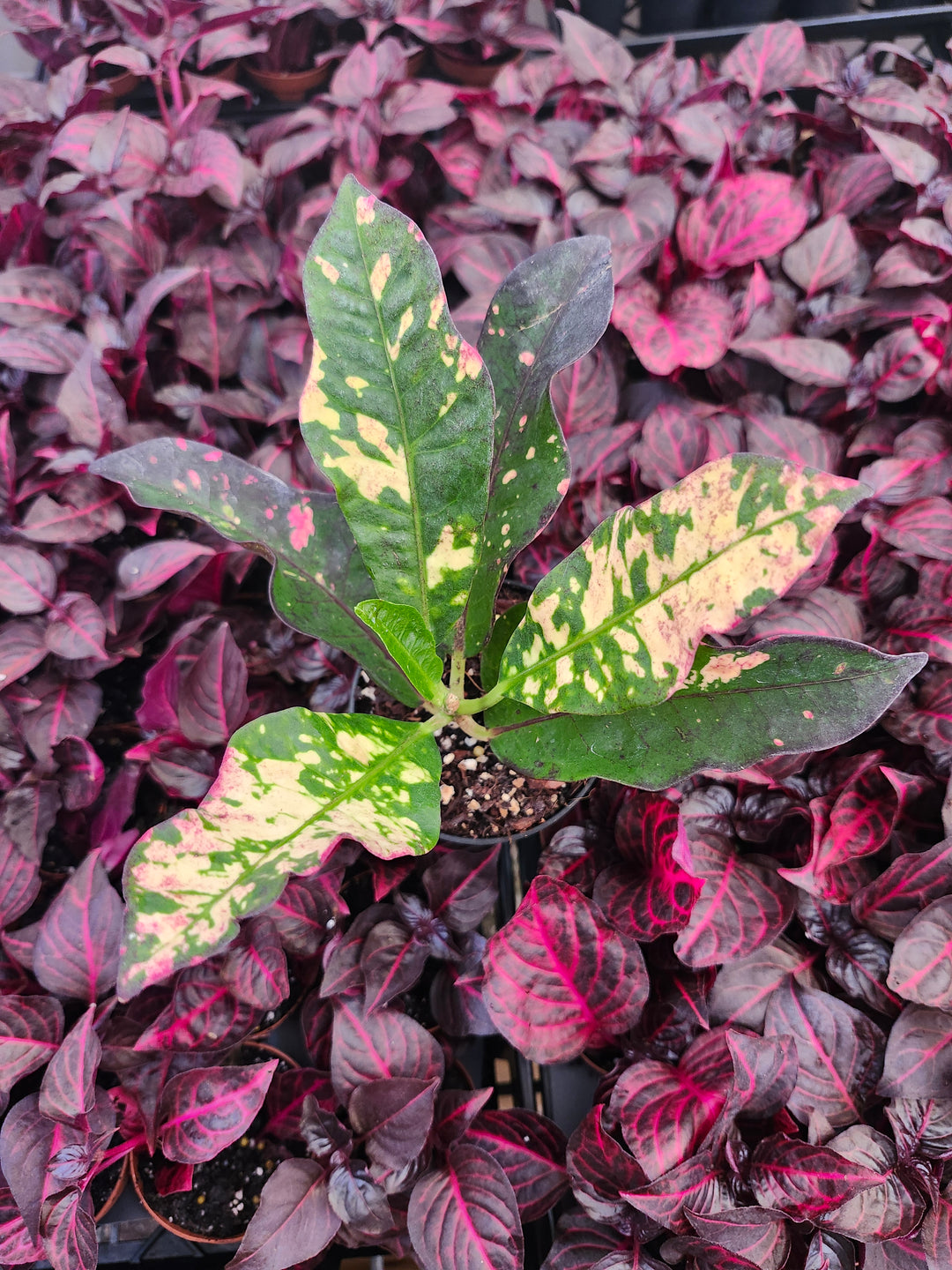 Croton Magnificent