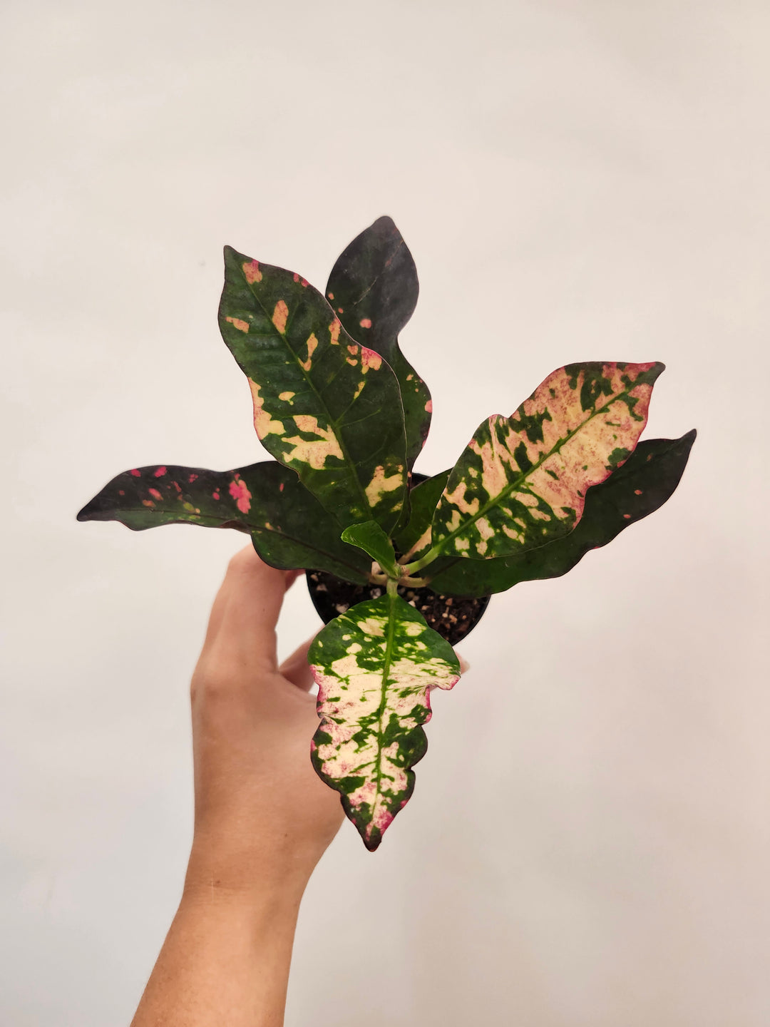 Croton Magnificent