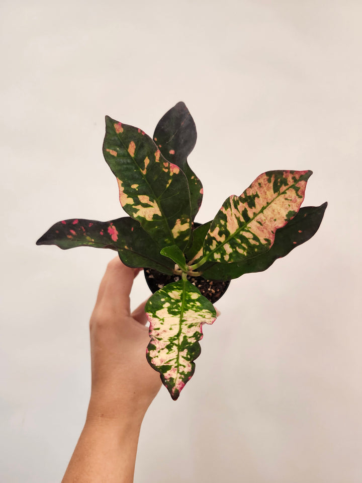 Croton Magnificent