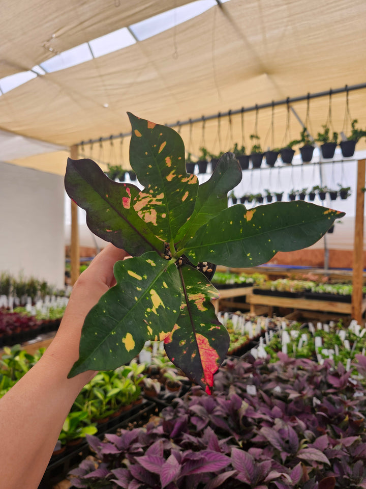 Croton Magnificent