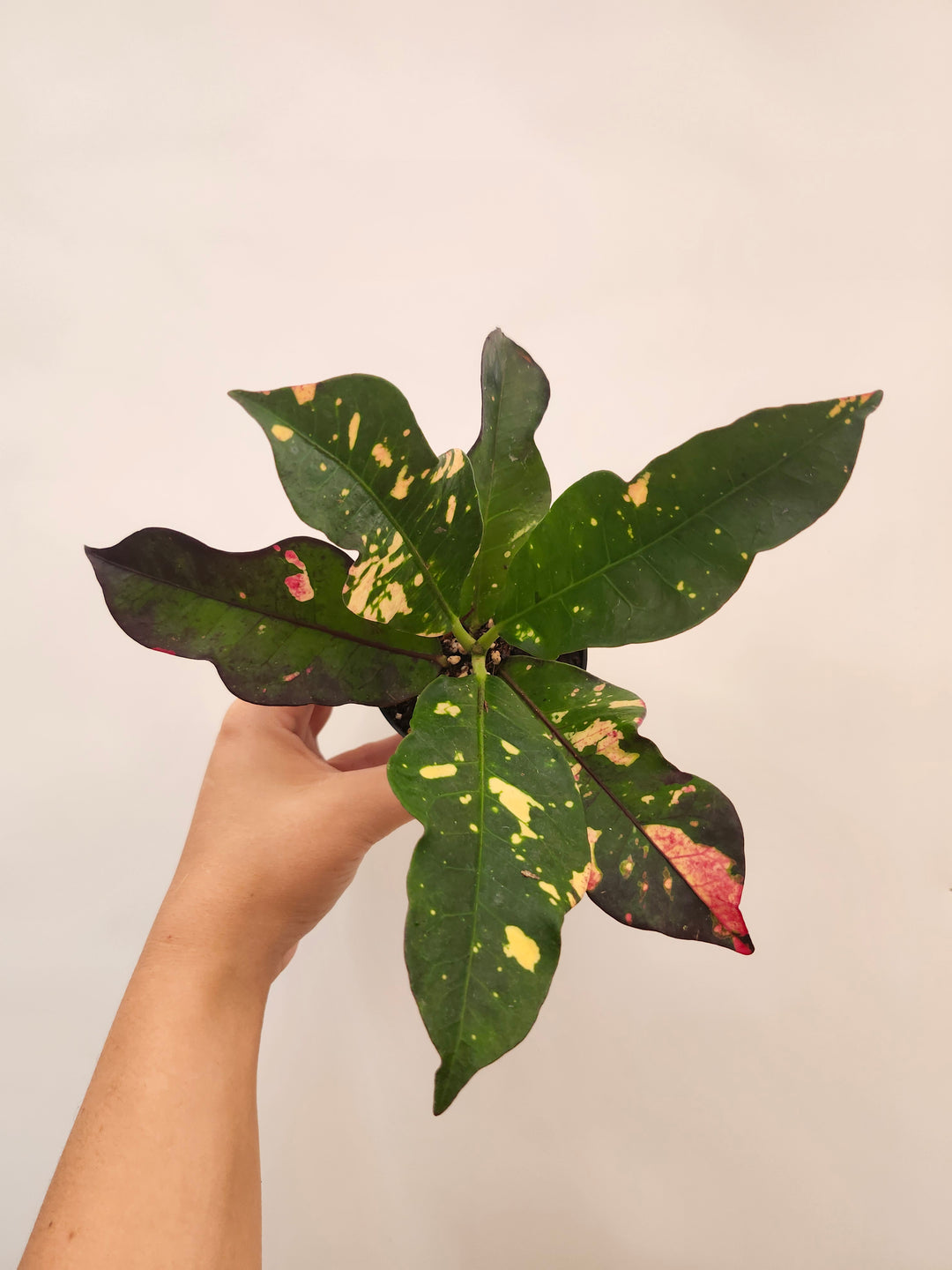 Croton Magnificent
