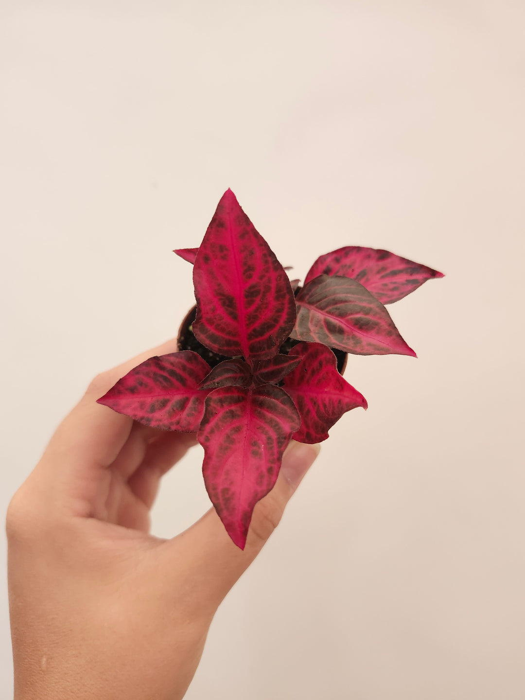 Herbst&