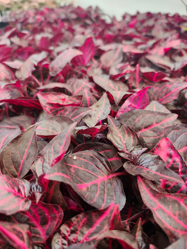 Herbst&