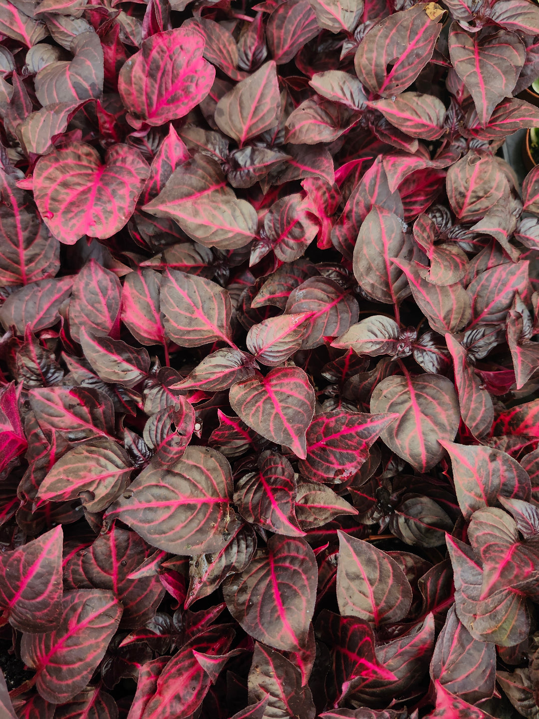 Herbst&