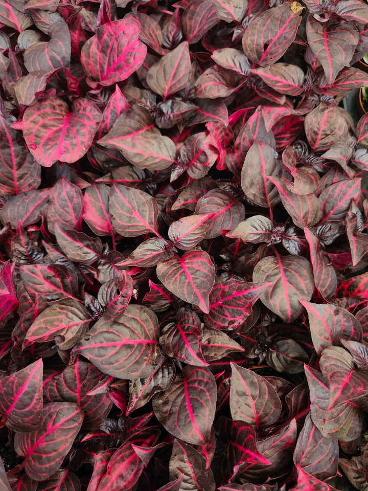 Herbst&