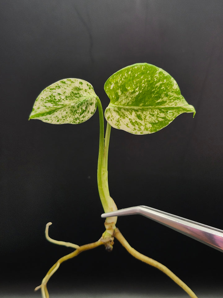 Monstera Star Shadow Tissue Culture