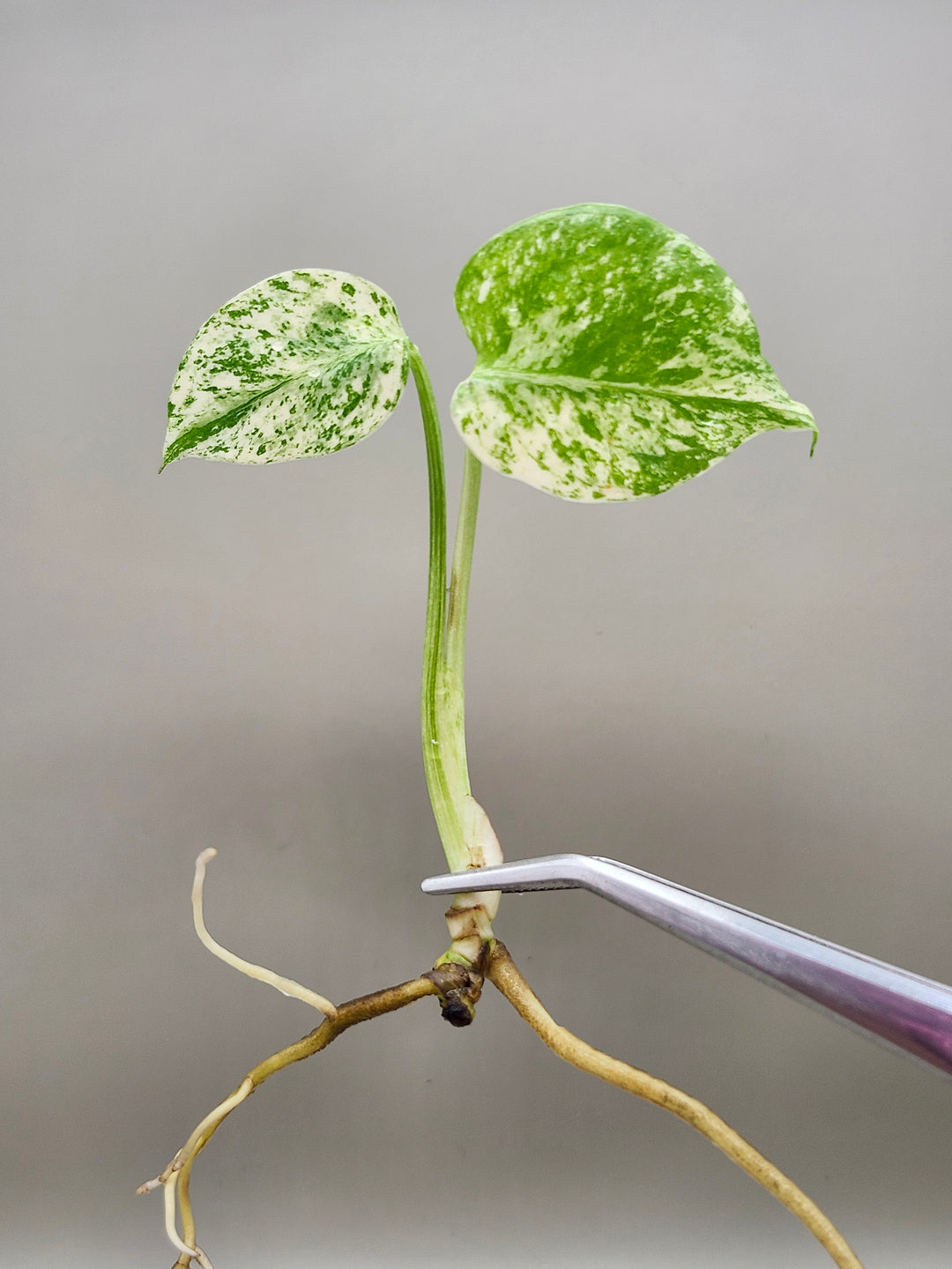 Monstera Star Shadow Tissue Culture