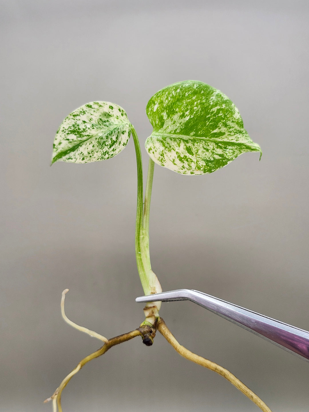 Monstera Star Shadow Tissue Culture