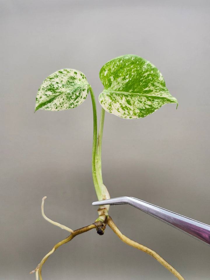 Monstera Star Shadow Tissue Culture