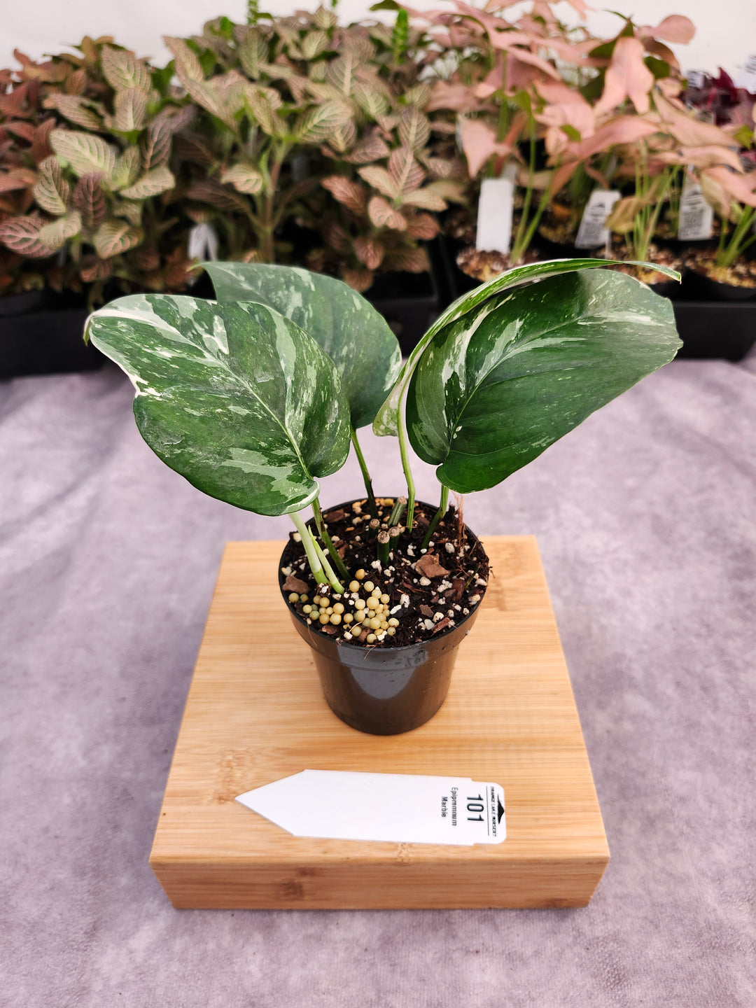 Epipremnum Pinnatum &