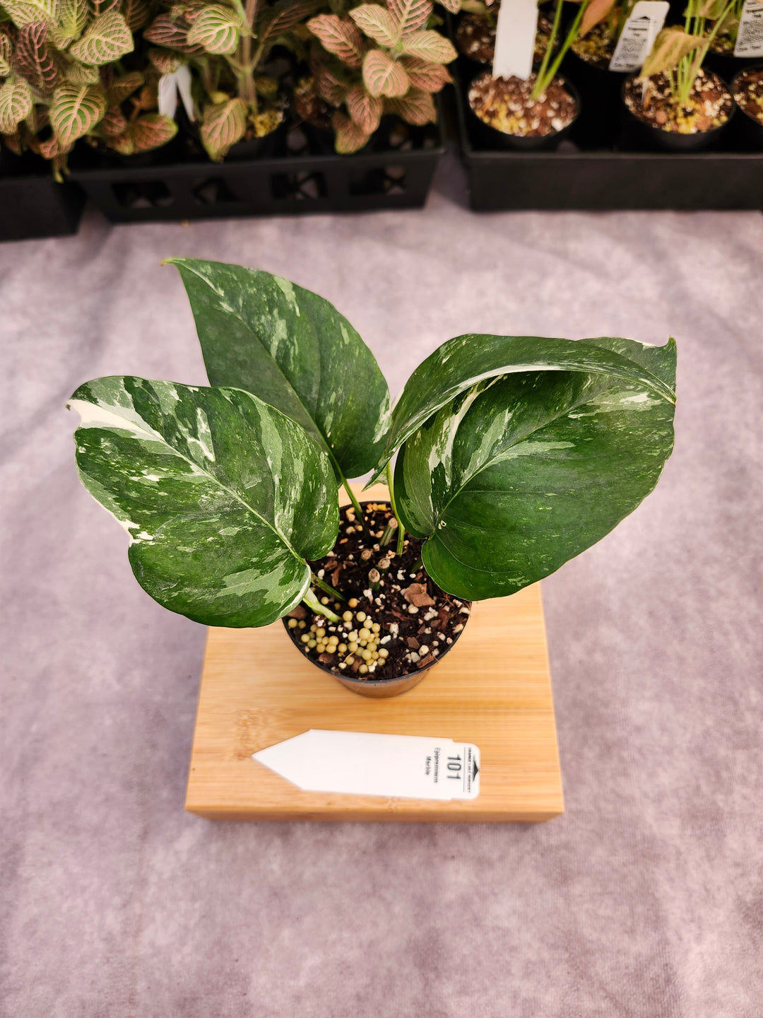 Epipremnum Pinnatum &