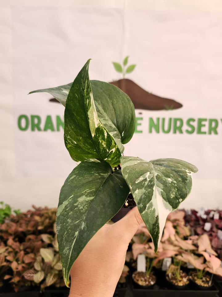 Epipremnum Pinnatum &