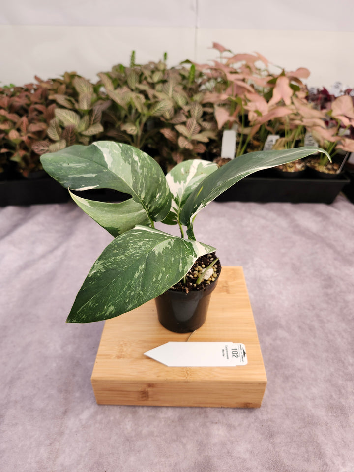 Epipremnum Pinnatum &