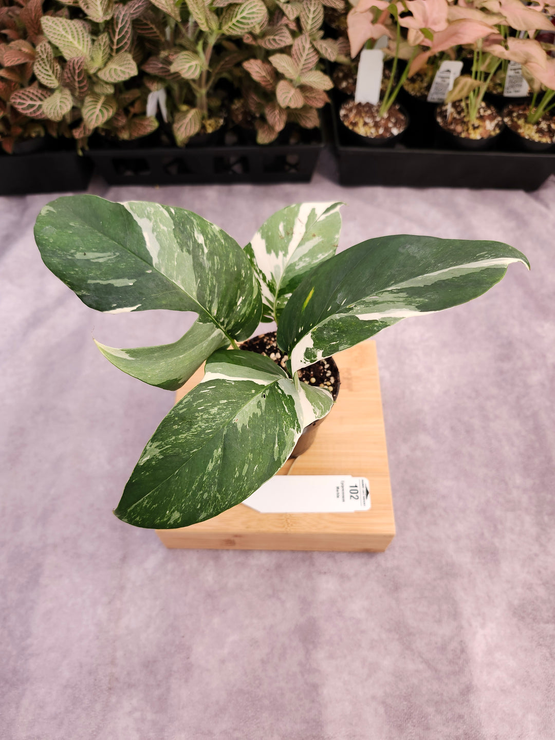 Epipremnum Pinnatum &