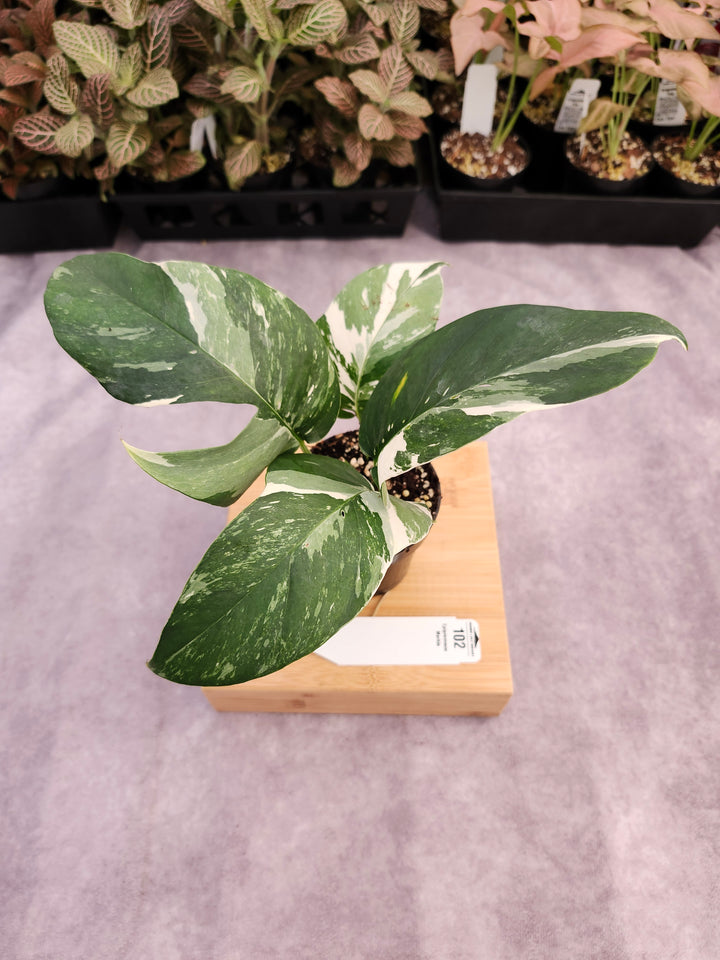 Epipremnum Pinnatum &