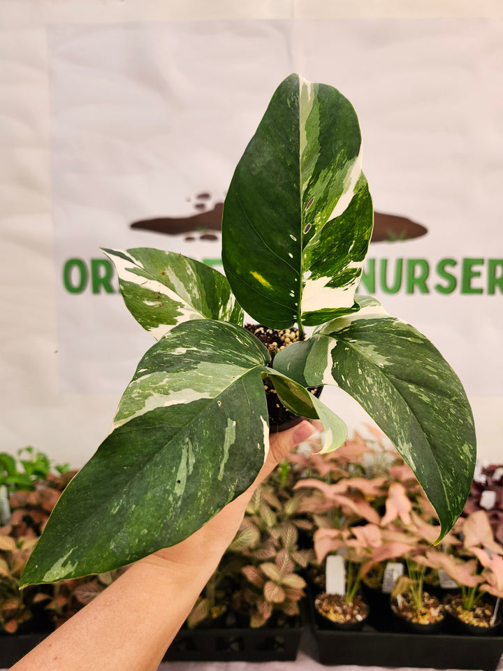 Epipremnum Pinnatum &