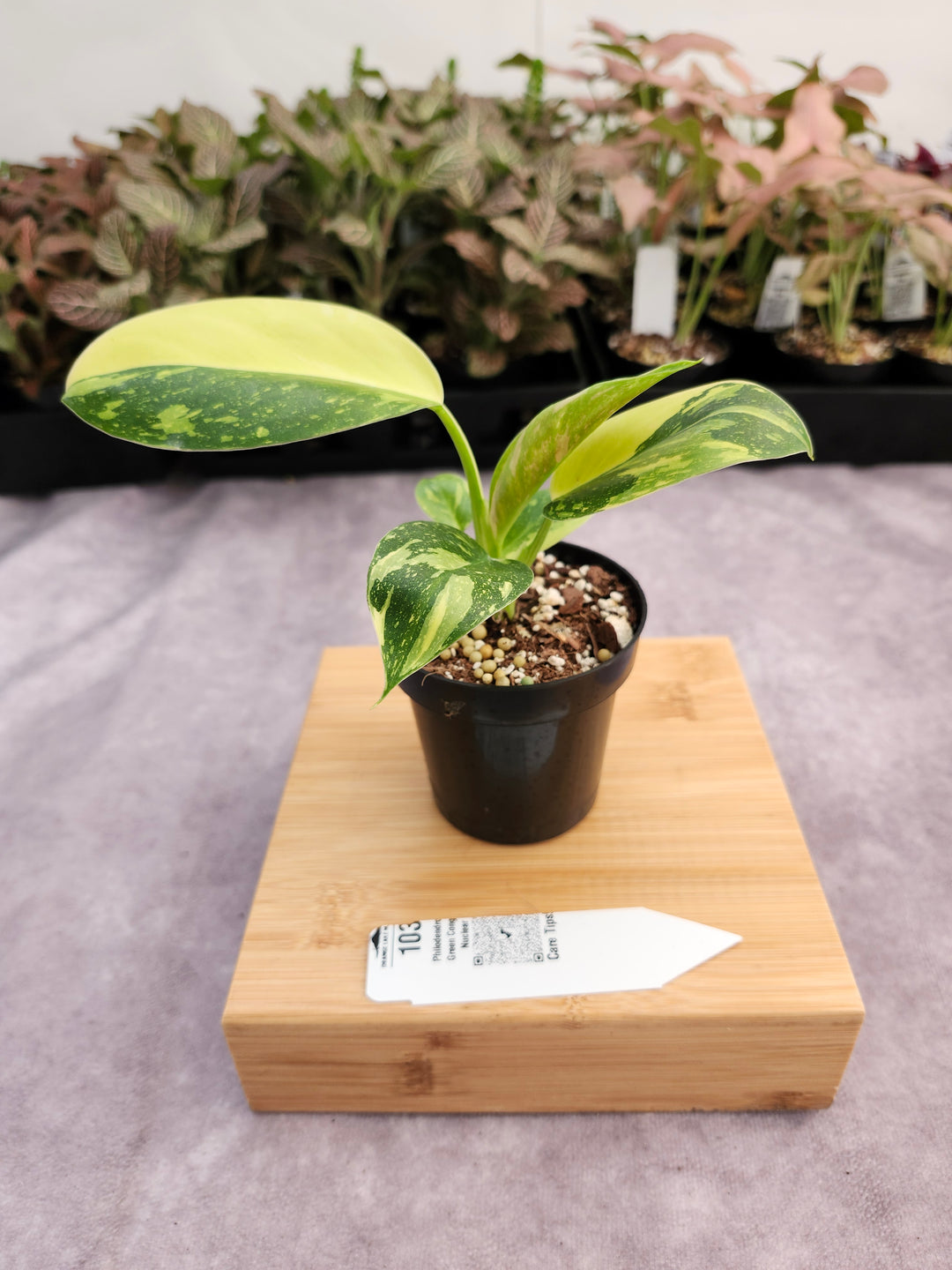Philodendron Green Congo Nuclear (3in)-103
