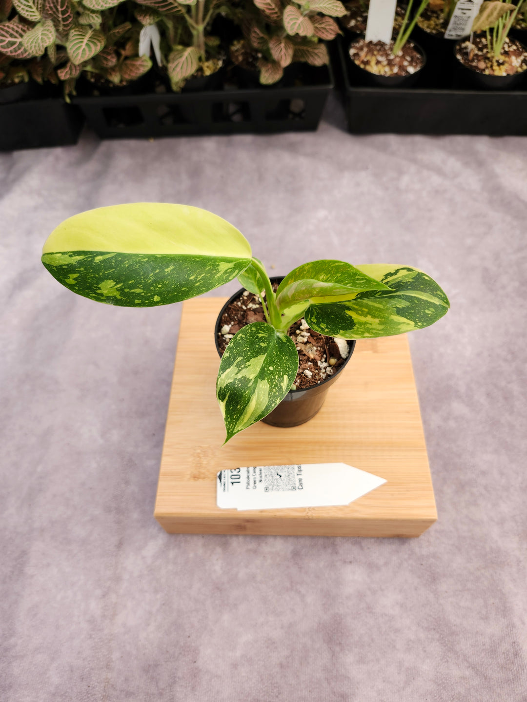 Philodendron Green Congo Nuclear (3in)-103