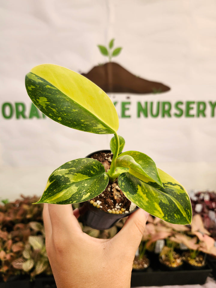 Philodendron Green Congo Nuclear (3in)-103
