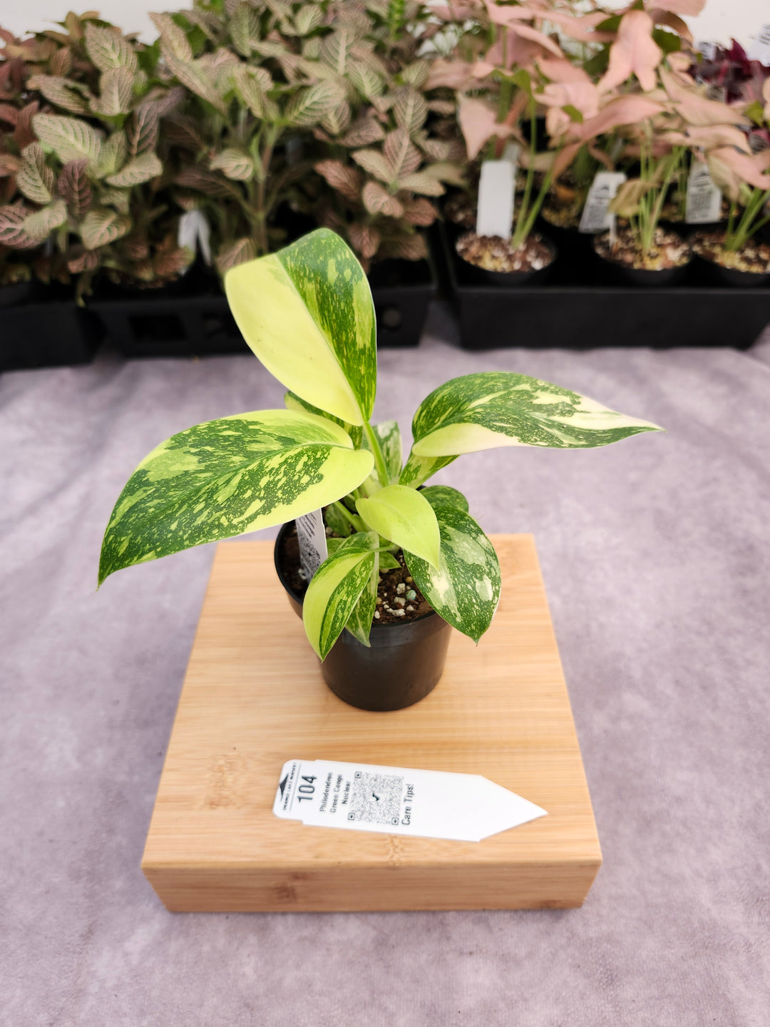 Philodendron Green Congo Nuclear (3in)-104