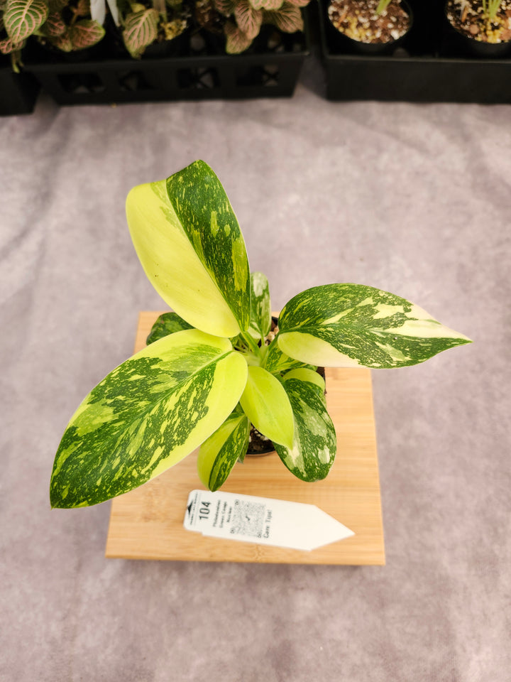 Philodendron Green Congo Nuclear (3in)-104