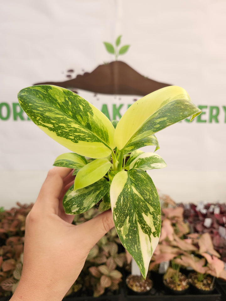 Philodendron Green Congo Nuclear (3in)-104