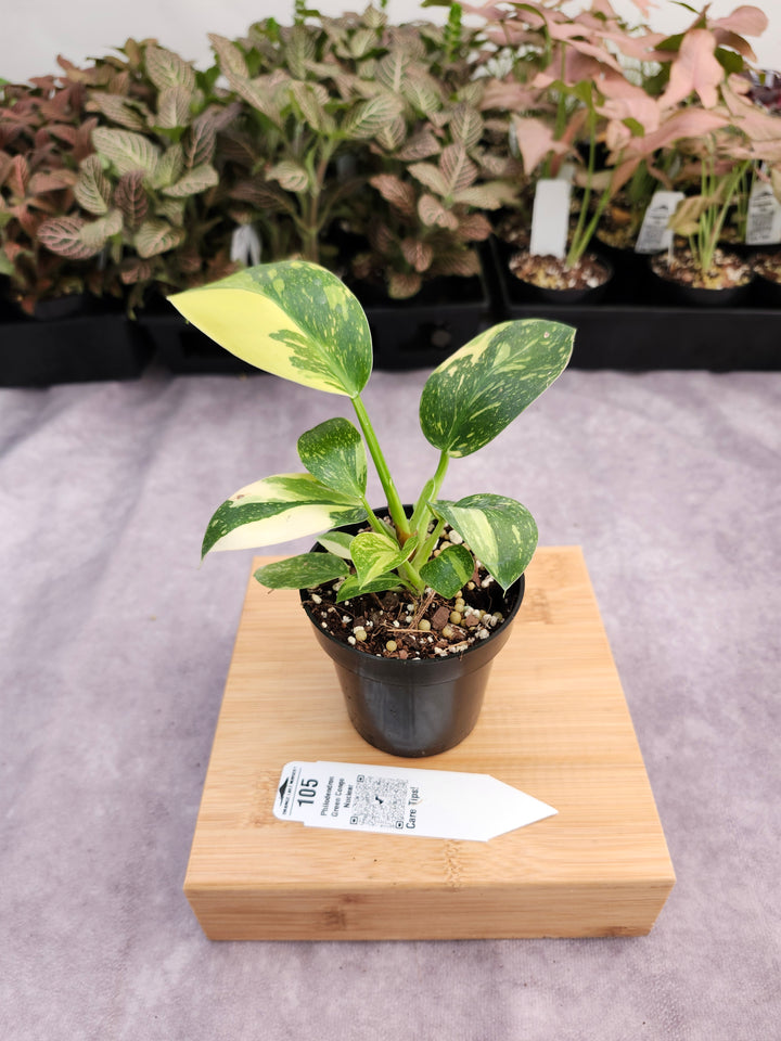 Philodendron Green Congo Nuclear (3in)-105
